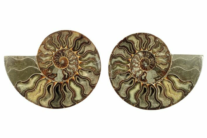 Cut & Polished, Agatized Ammonite Fossil - Madagascar #266534